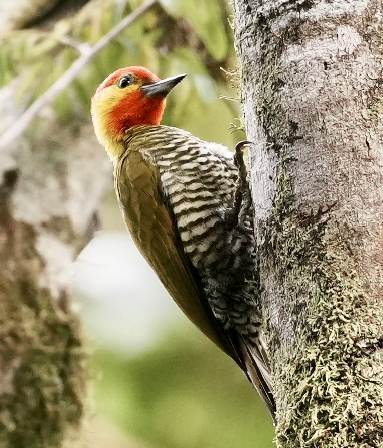 Yellow-throated Woodpecker - ML641930731