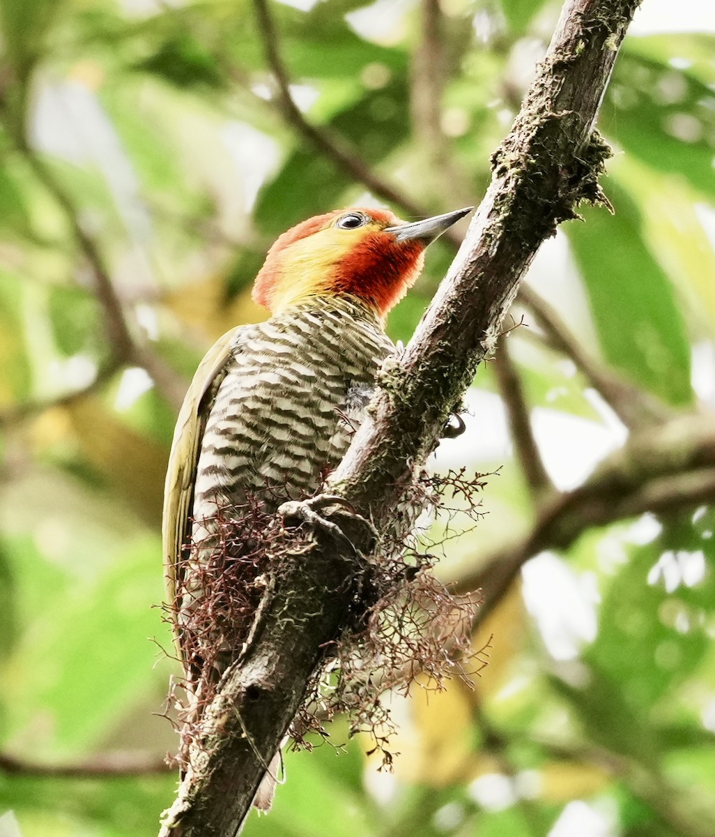 Yellow-throated Woodpecker - ML641930732