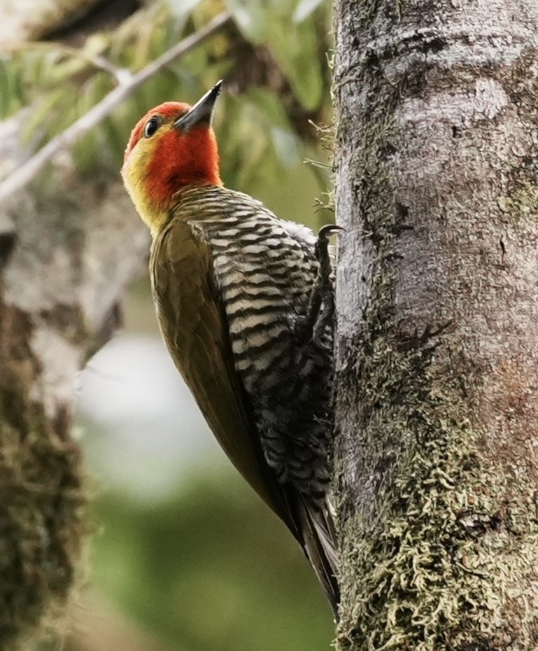 Yellow-throated Woodpecker - ML641930733