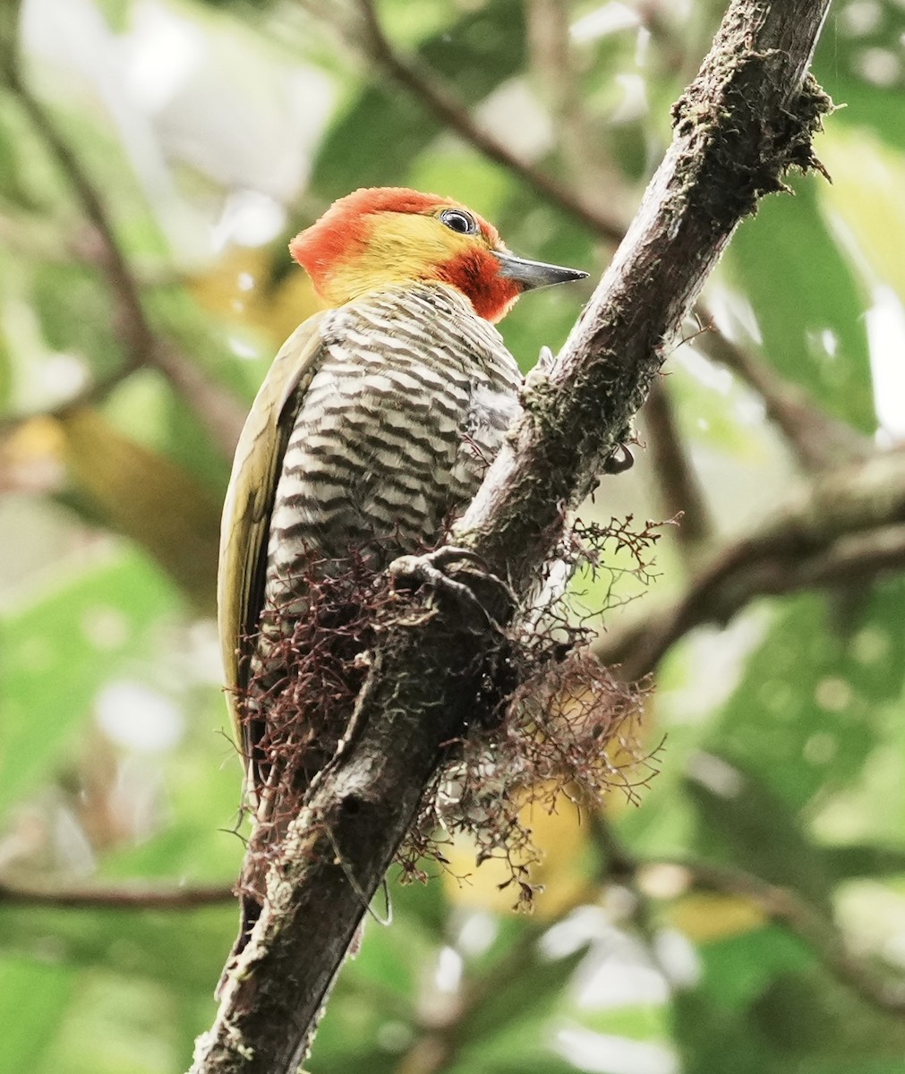 Yellow-throated Woodpecker - ML641930734