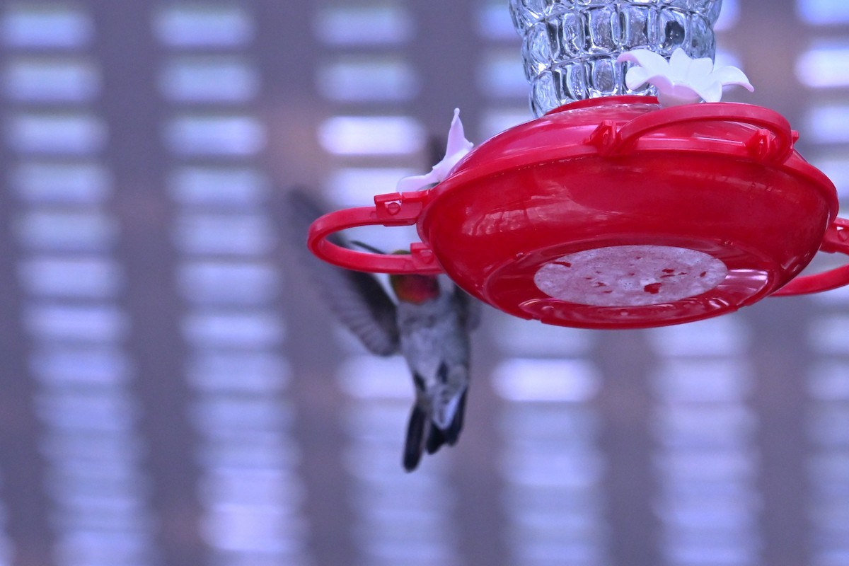 Anna's Hummingbird - ML641930773