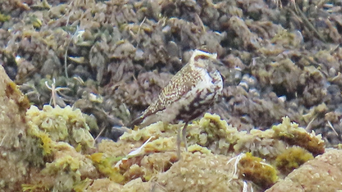 Chorlito Dorado Siberiano - ML641930780