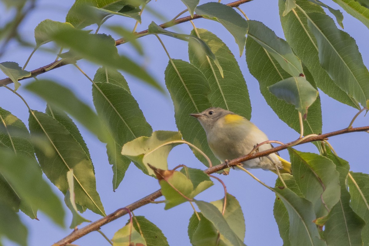 American Redstart - ML641930783