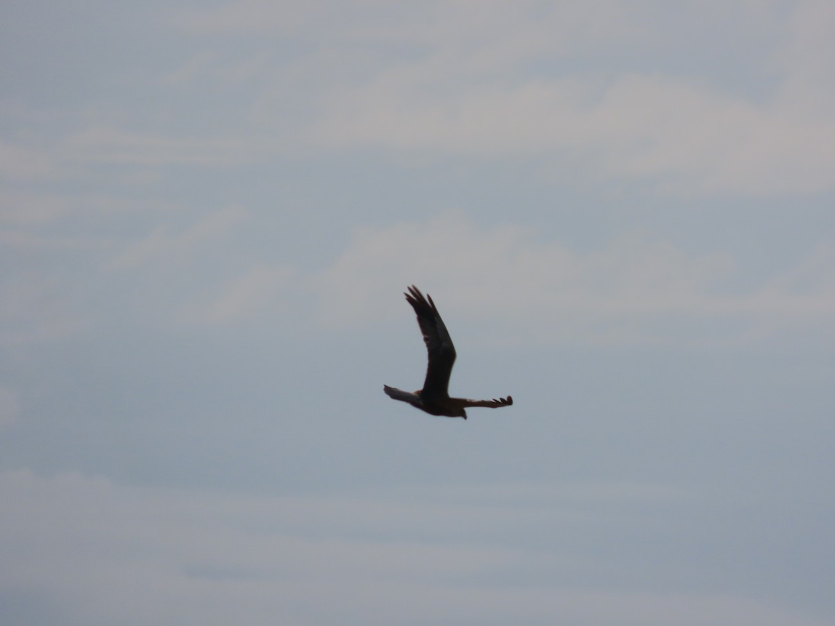 Western Marsh Harrier - ML641930799