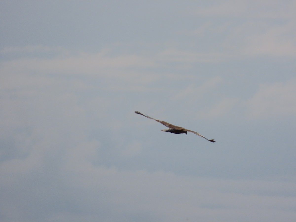 Western Marsh Harrier - ML641930800