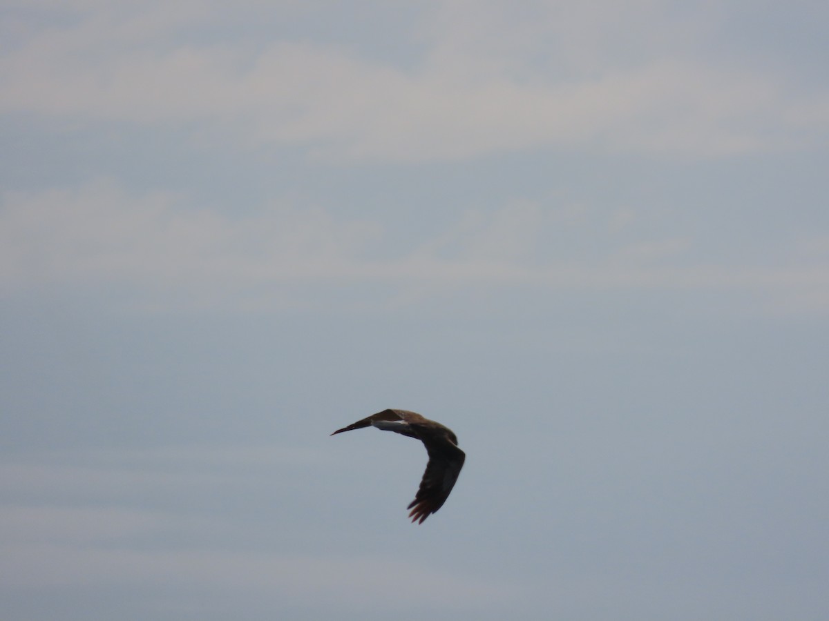 Western Marsh Harrier - ML641930805