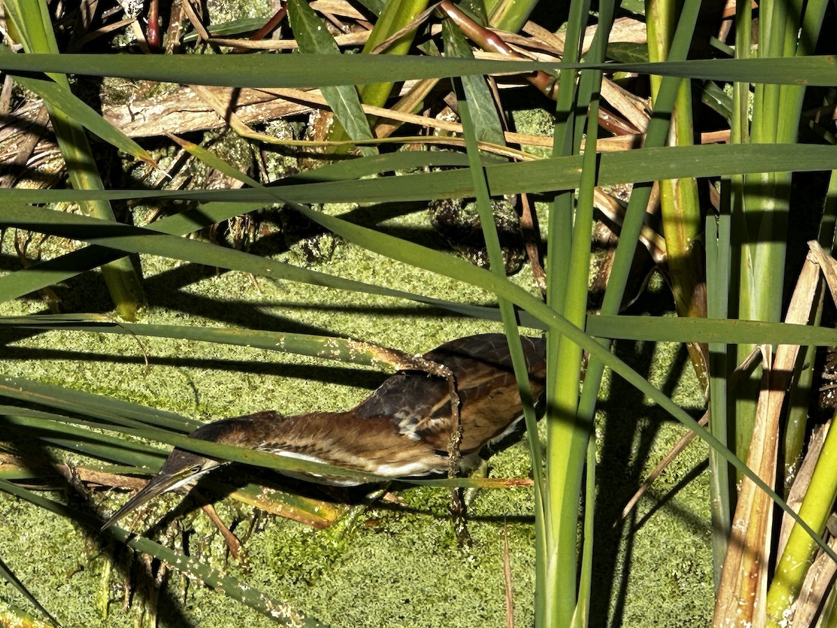 Least Bittern - ML641930819