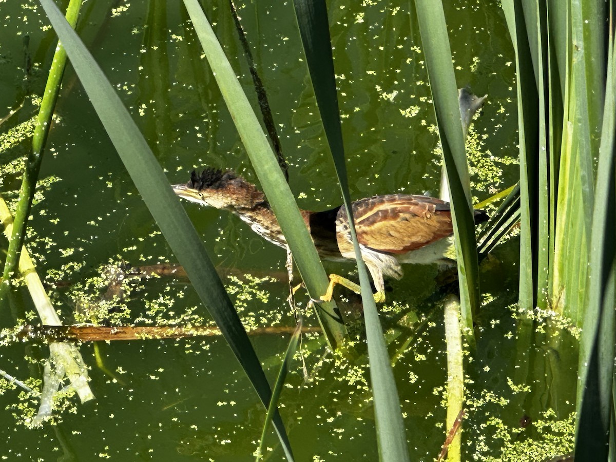 Least Bittern - ML641930820