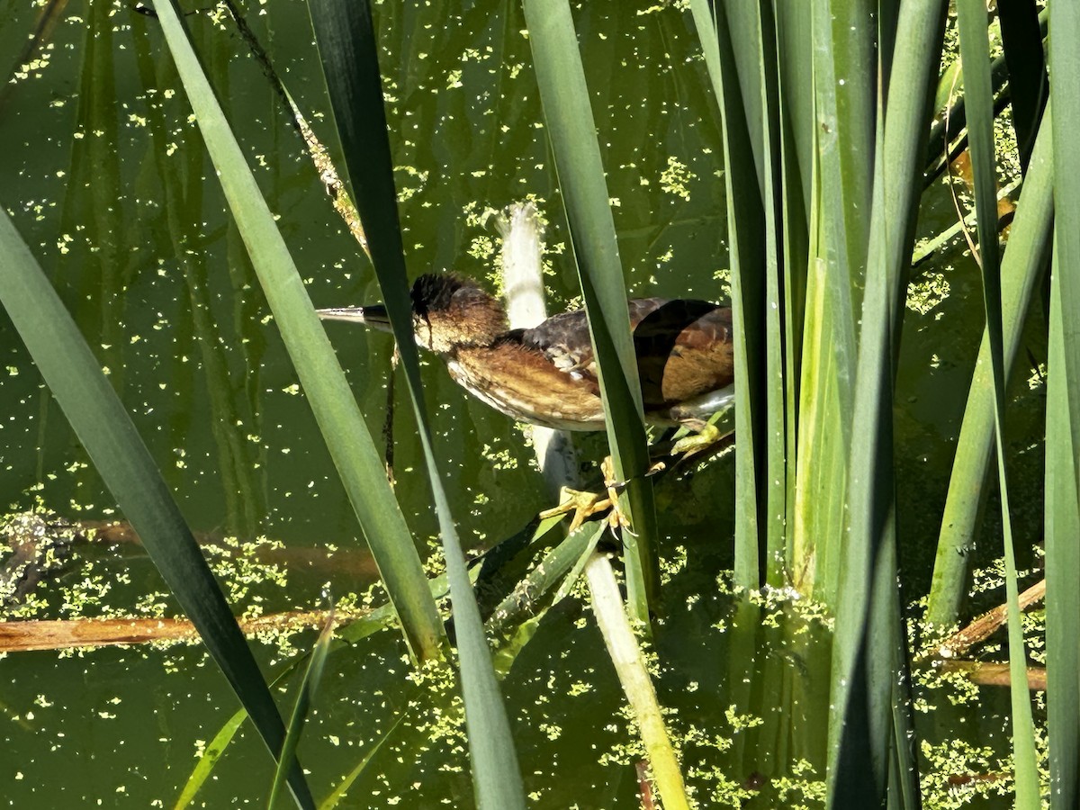 Least Bittern - ML641930821