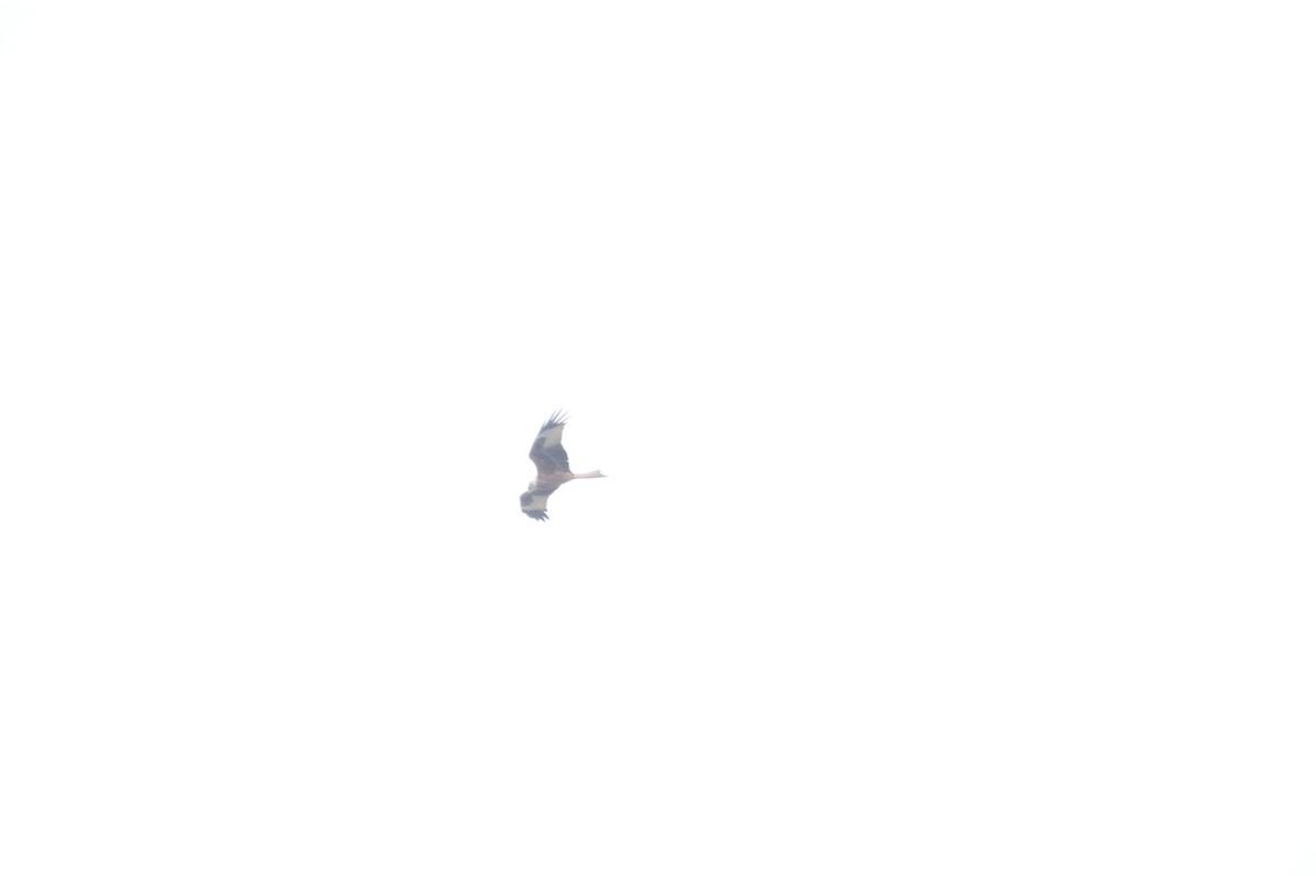 Red Kite - ML641930831