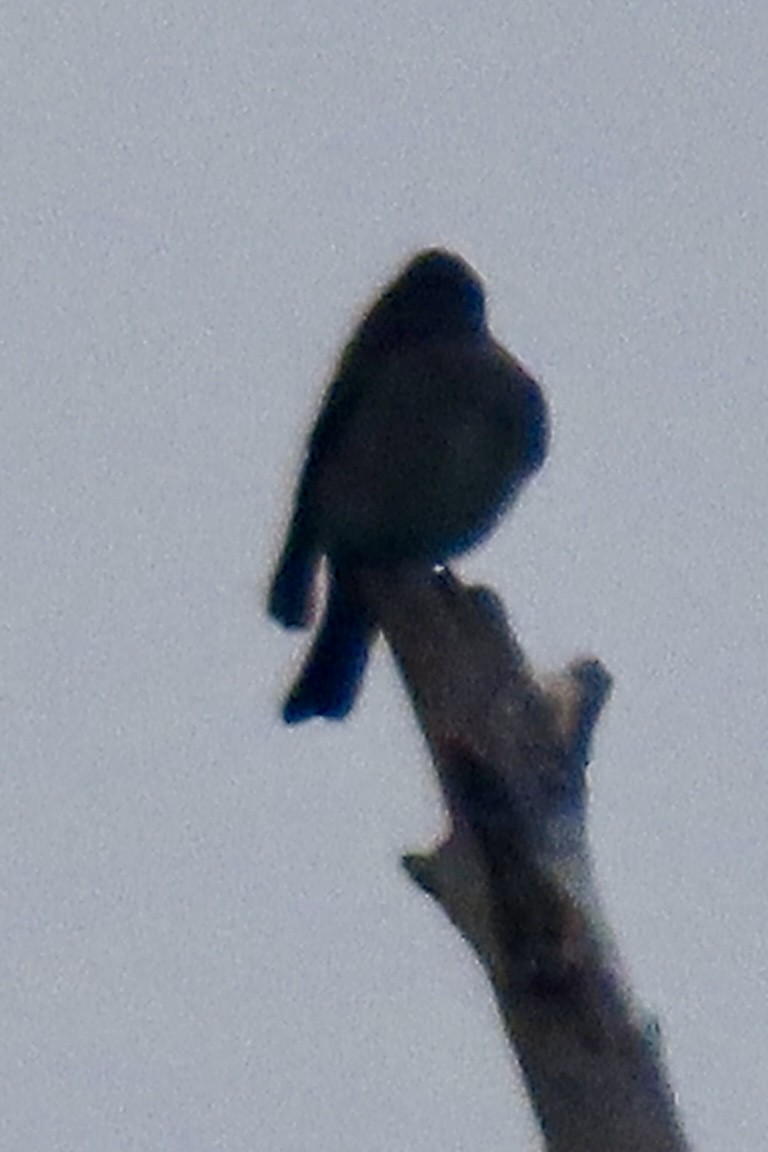 Western Wood-Pewee - ML641930832