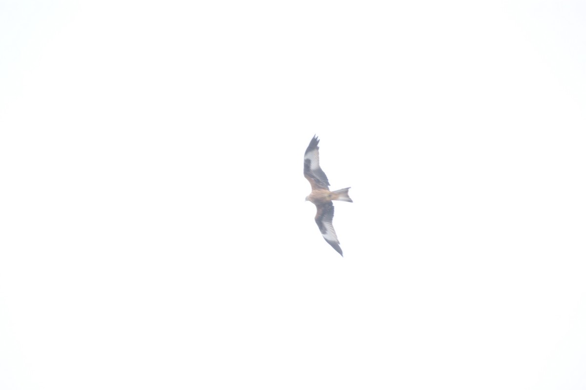 Red Kite - ML641930836
