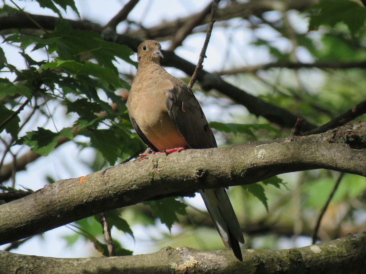Mourning Dove - ML641930843