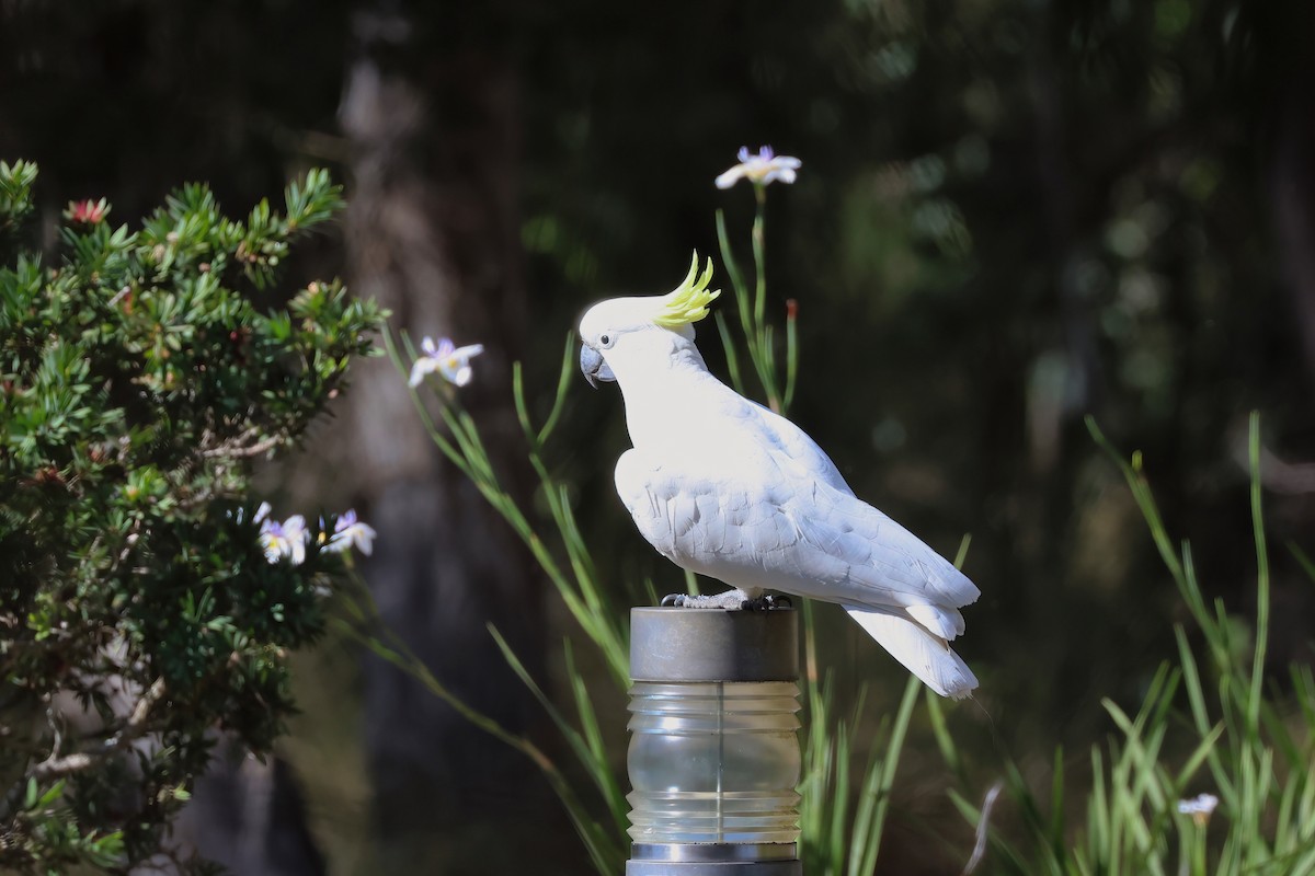 Sulphur-crested Cockatoo - ML641930845