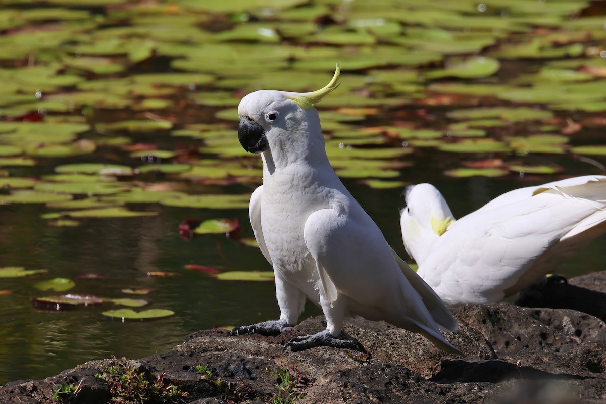 Sulphur-crested Cockatoo - ML641930846