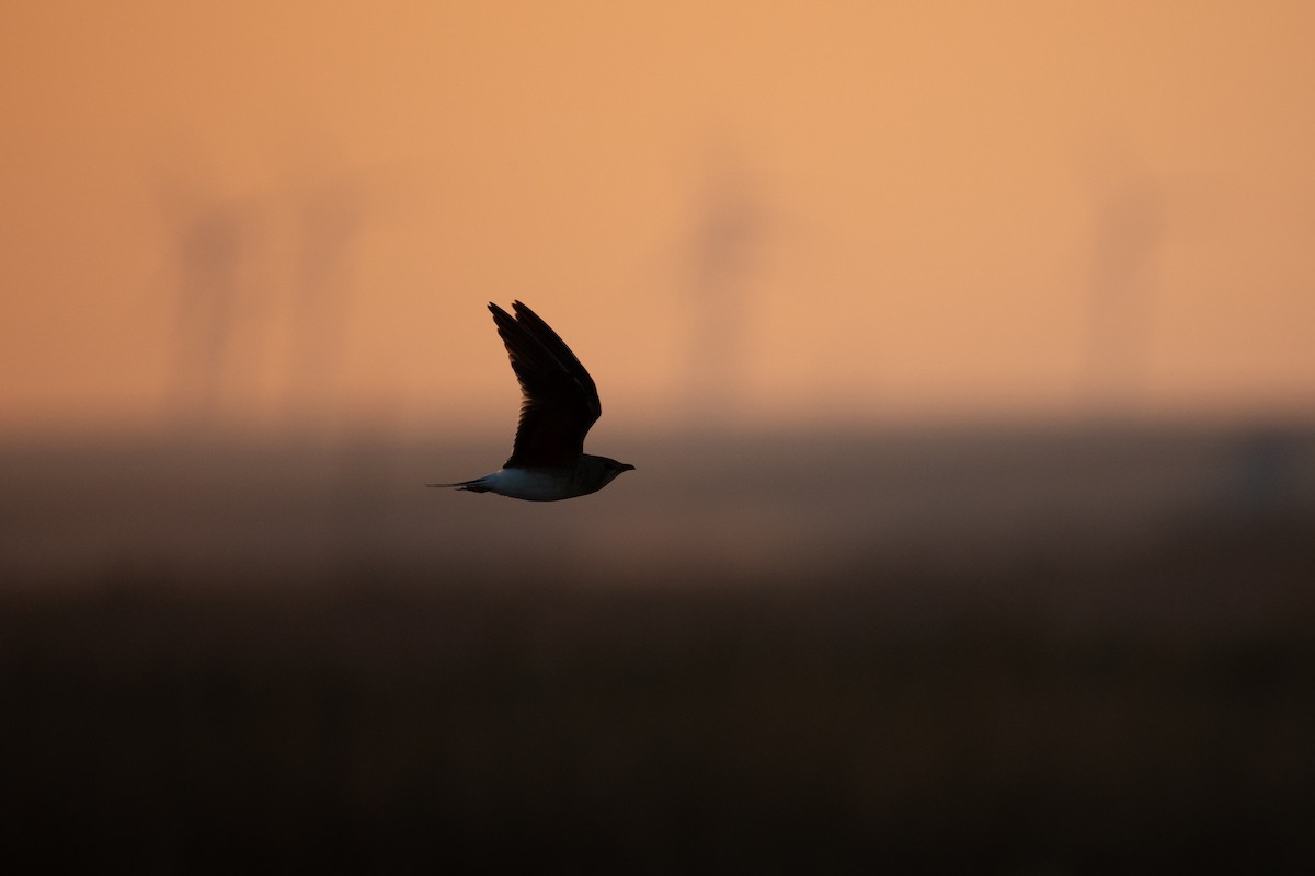 Collared Pratincole - ML641930856