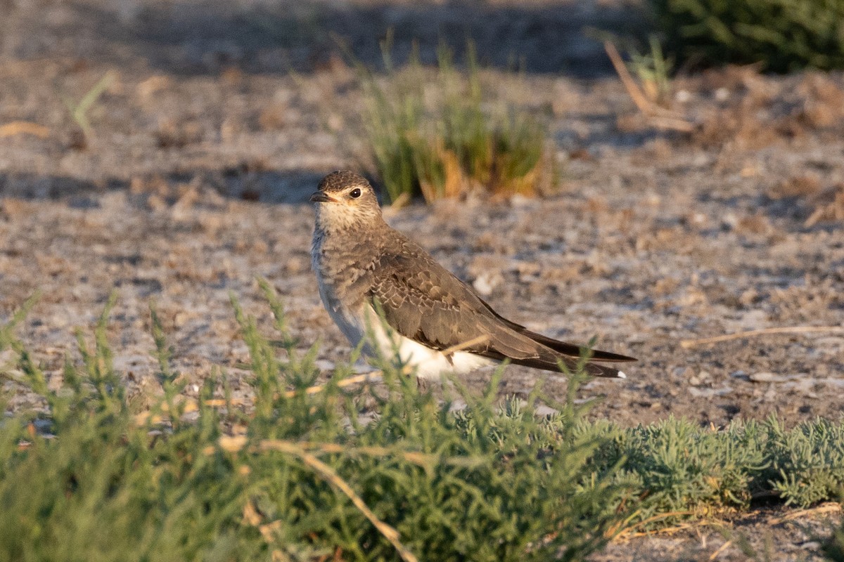 Black-winged Pratincole - ML641930863