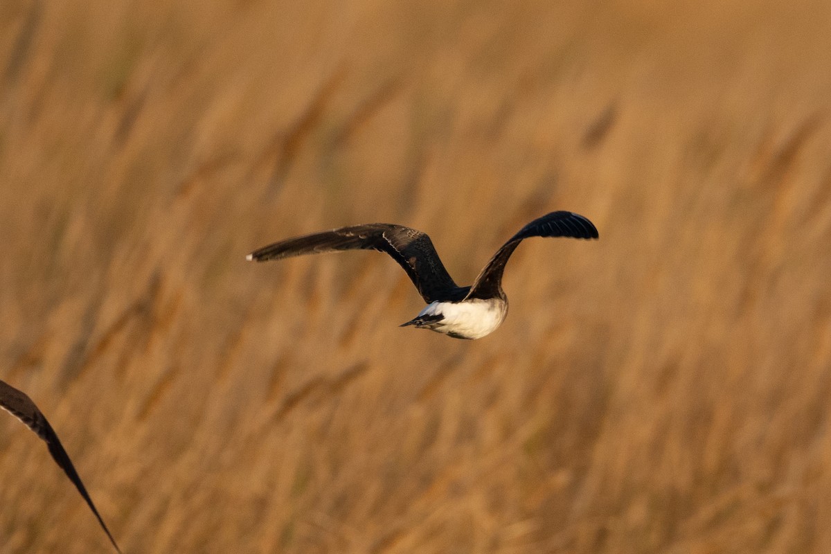 Black-winged Pratincole - ML641930864