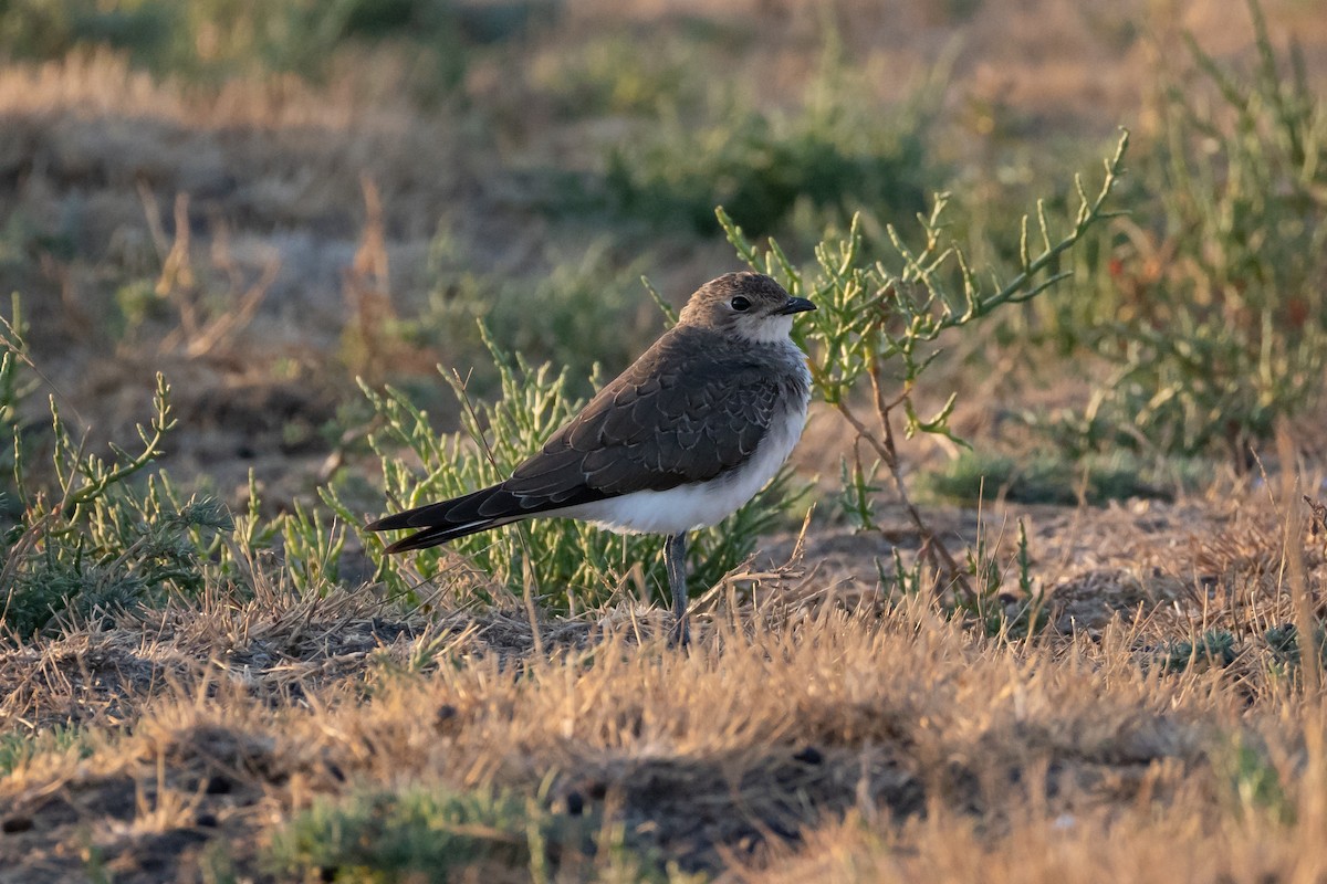 Black-winged Pratincole - ML641930865
