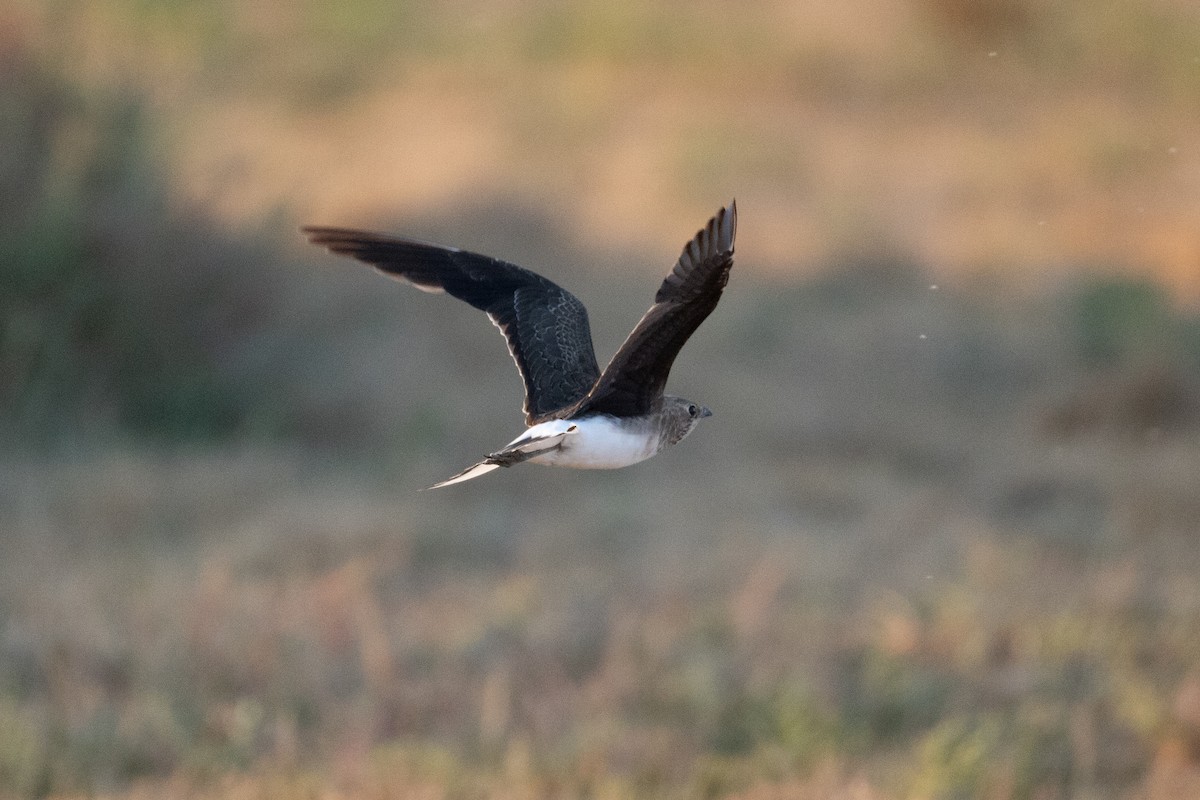 Black-winged Pratincole - ML641930866