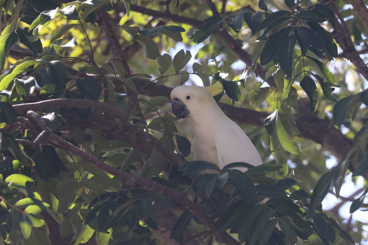 Sulphur-crested Cockatoo - ML641930870