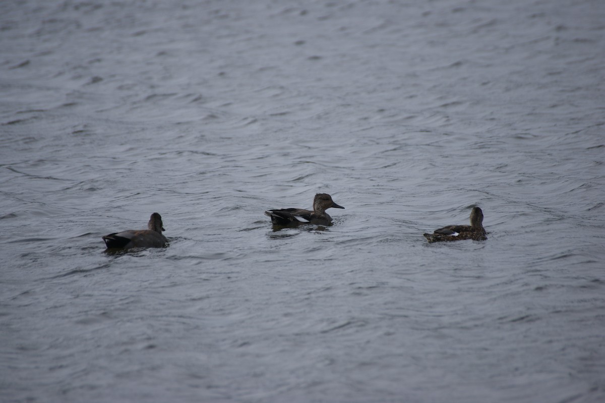 Gadwall - ML641930871