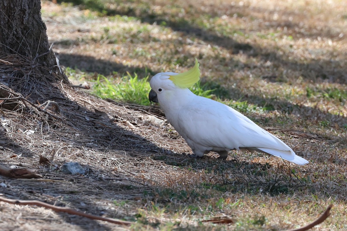 Sulphur-crested Cockatoo - ML641930888