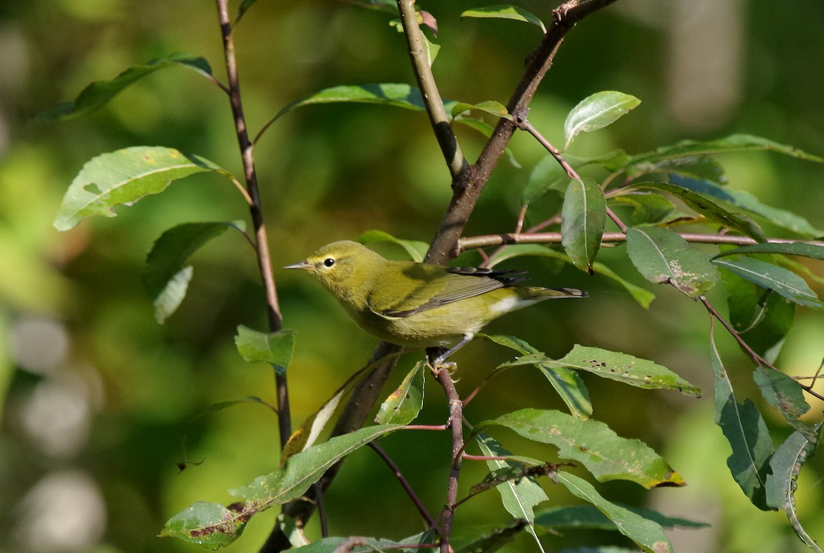 Tennessee Warbler - ML641930906