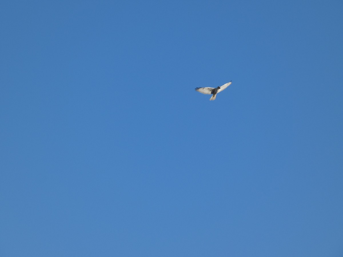 Ferruginous Hawk - ML641930909