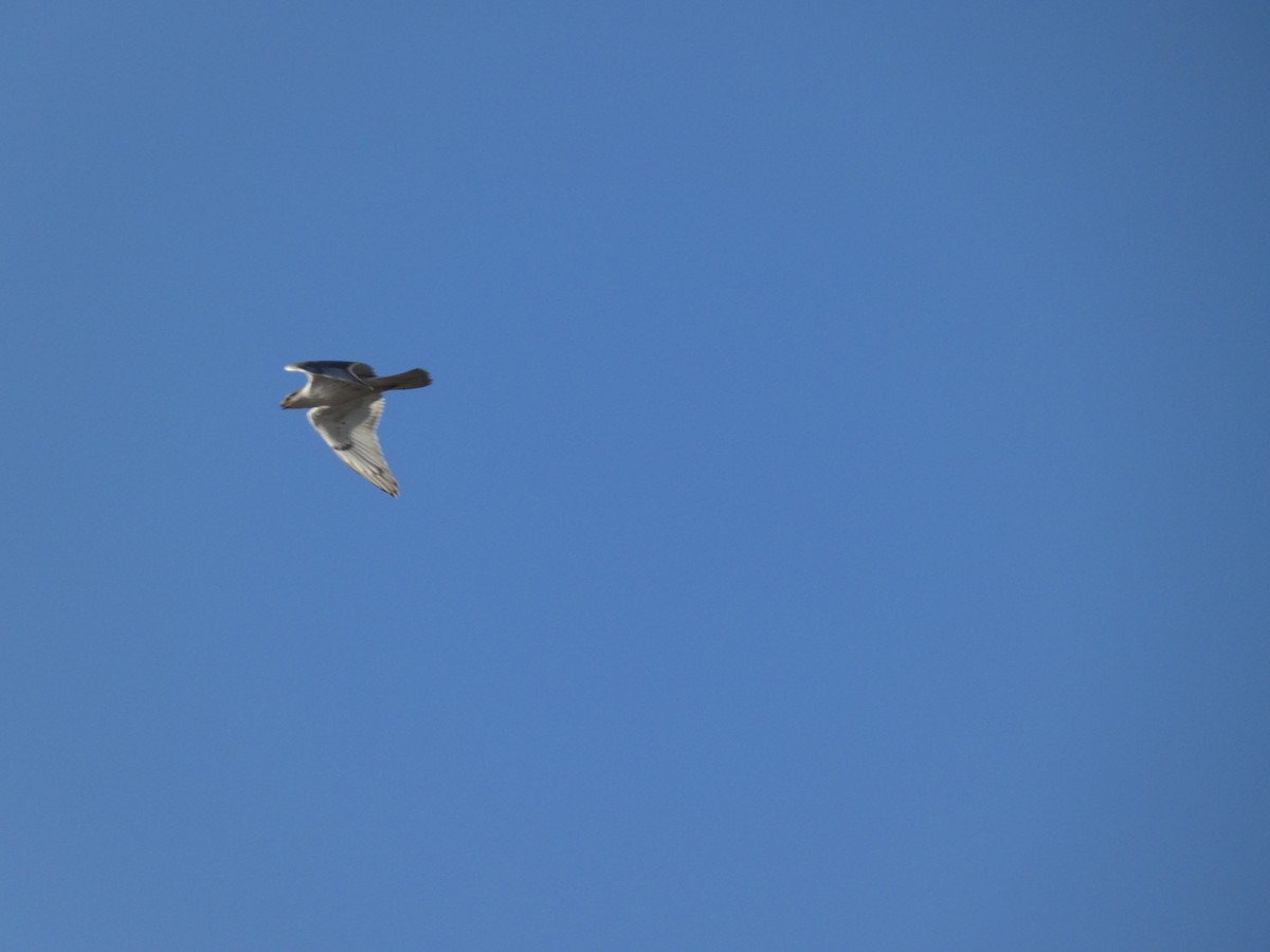 Ferruginous Hawk - ML641930911