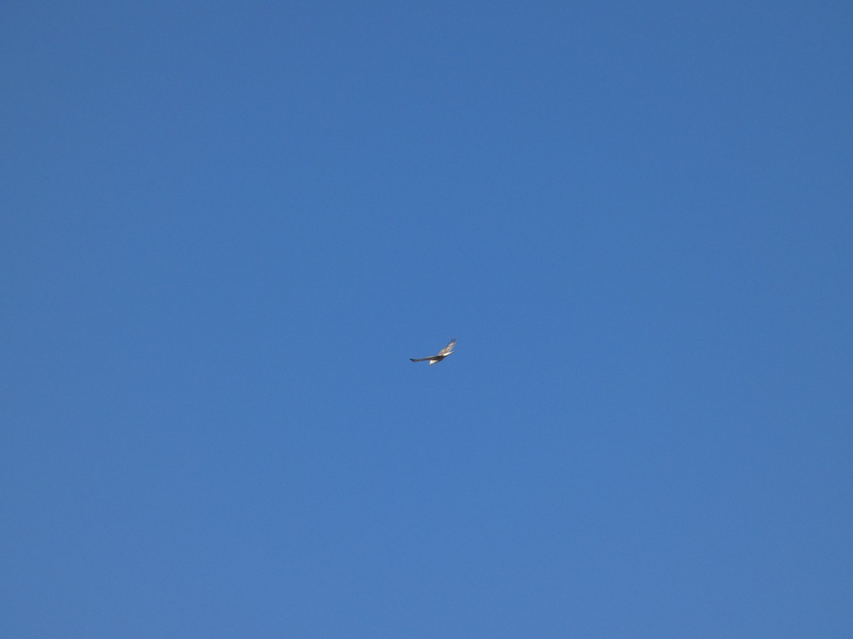 Ferruginous Hawk - ML641930913