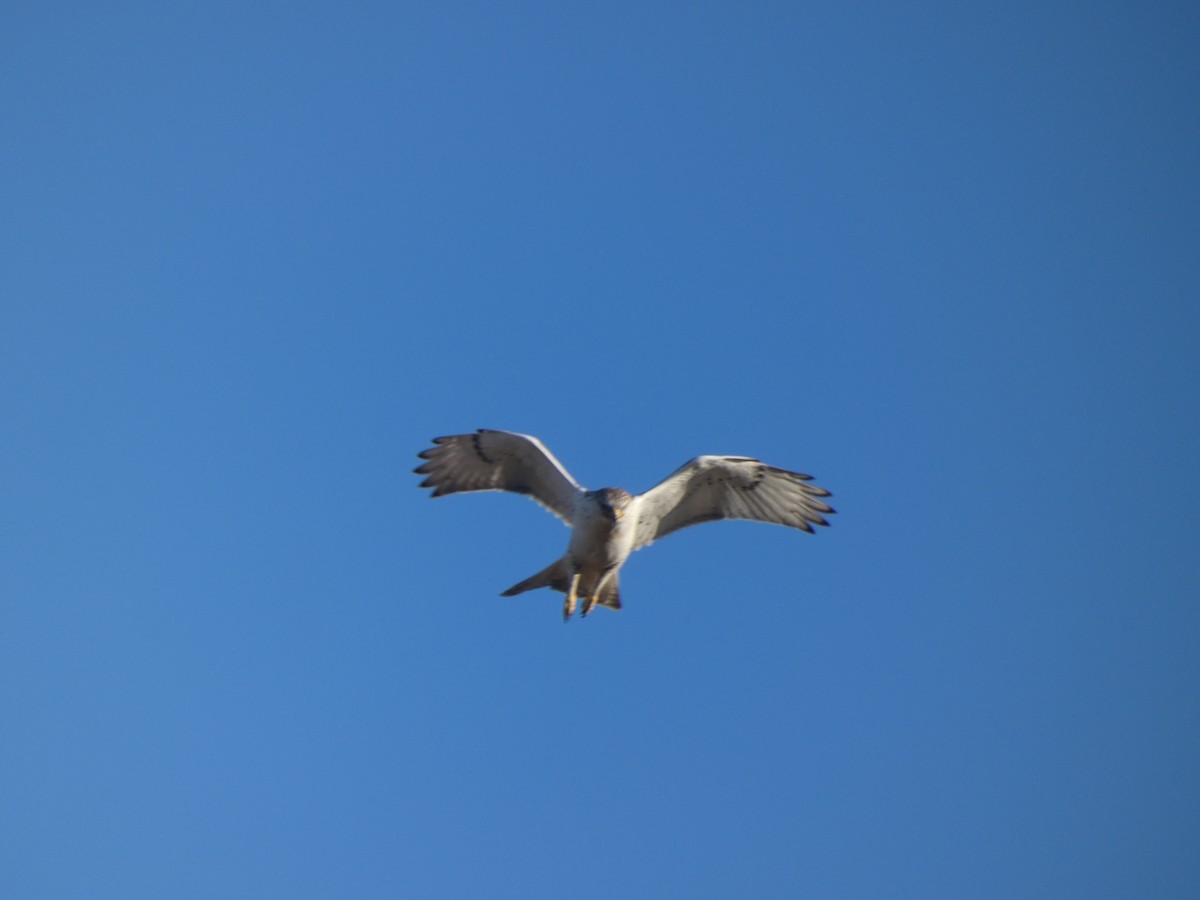 Ferruginous Hawk - ML641930915