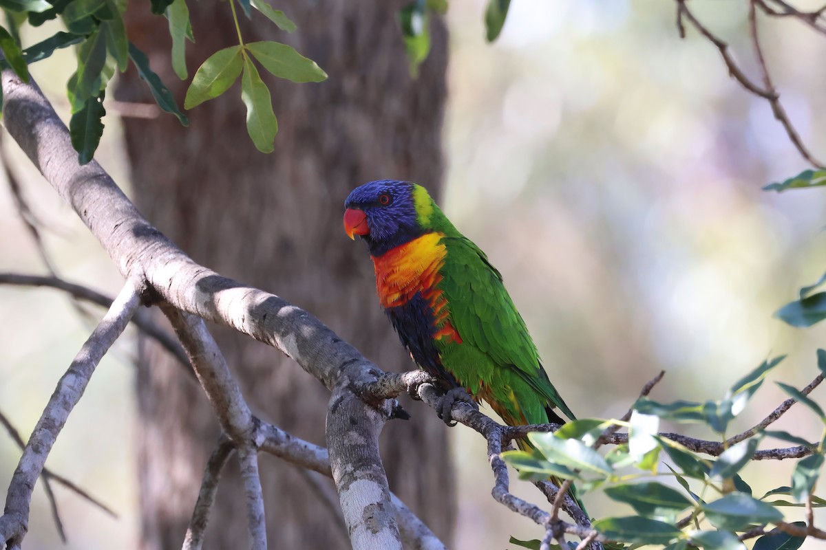 Rainbow Lorikeet - ML641930919