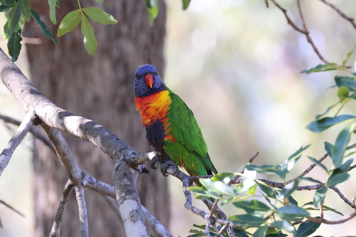 Rainbow Lorikeet - ML641930920