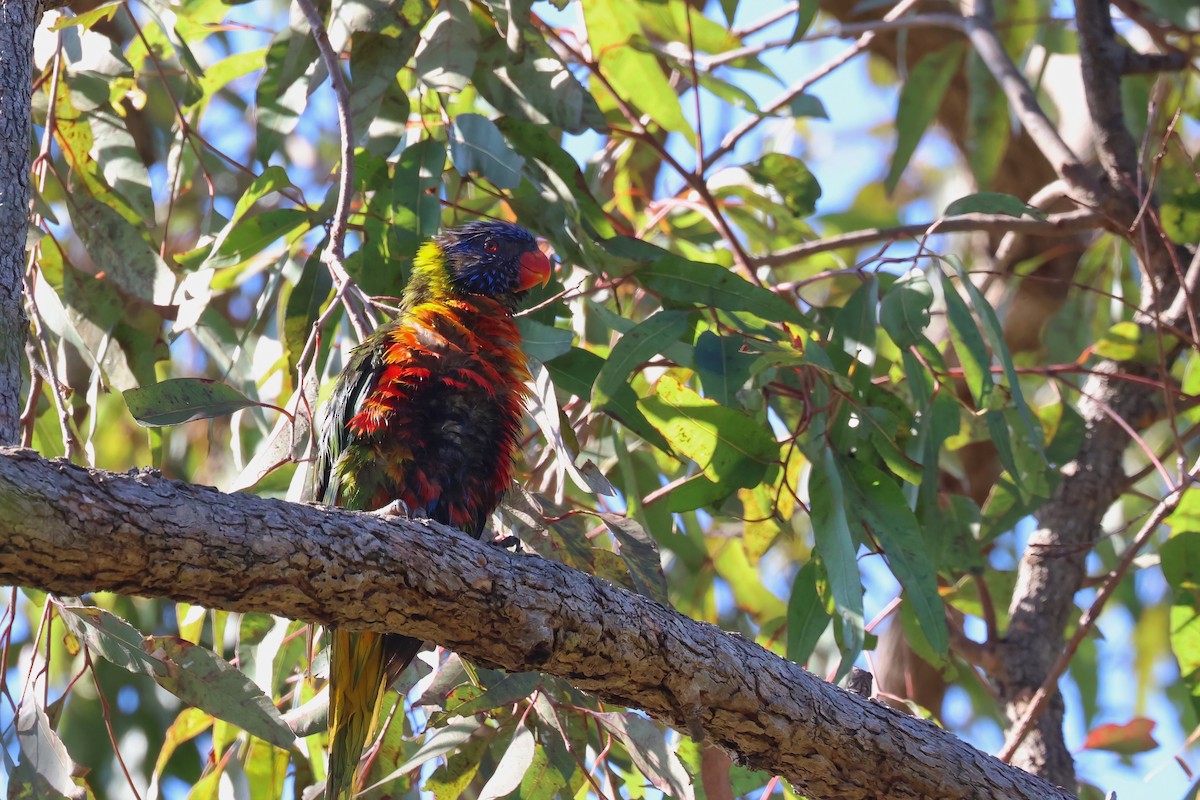 Rainbow Lorikeet - ML641930921