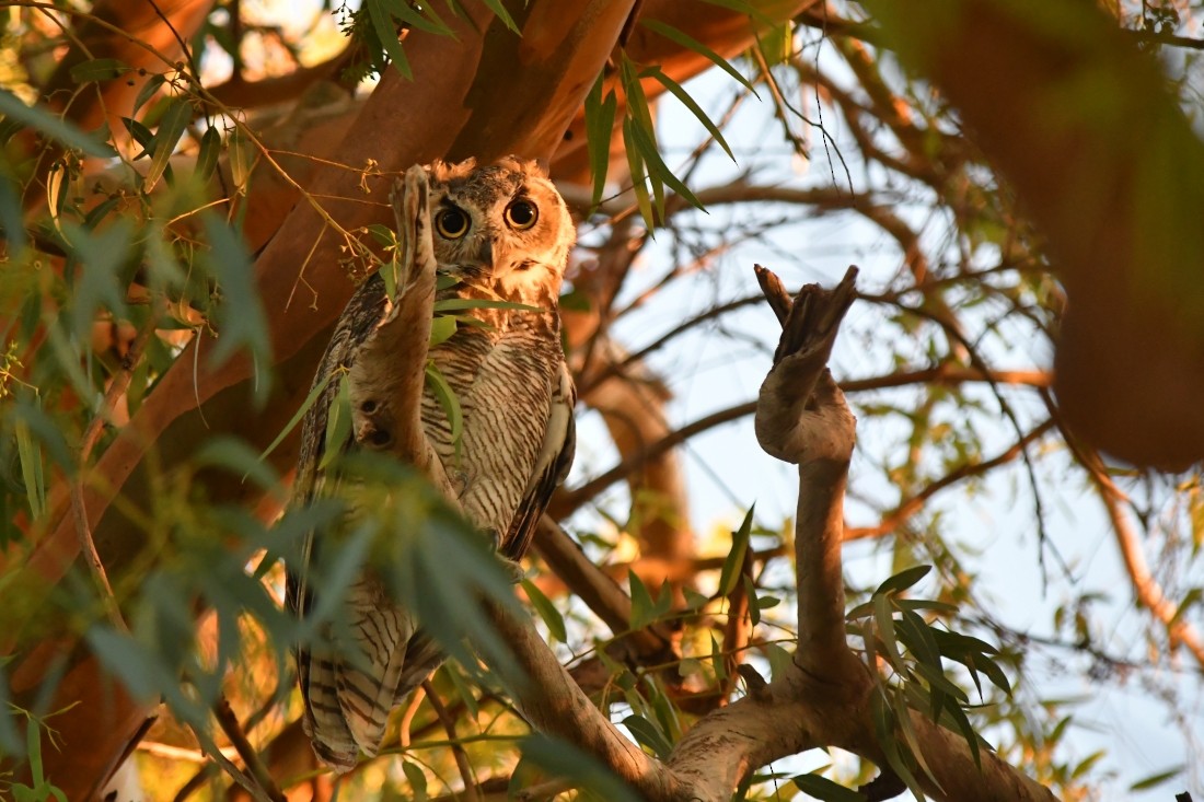 Great Horned Owl - ML641930927