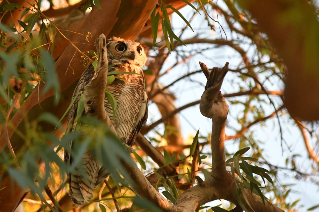 Great Horned Owl - ML641930928