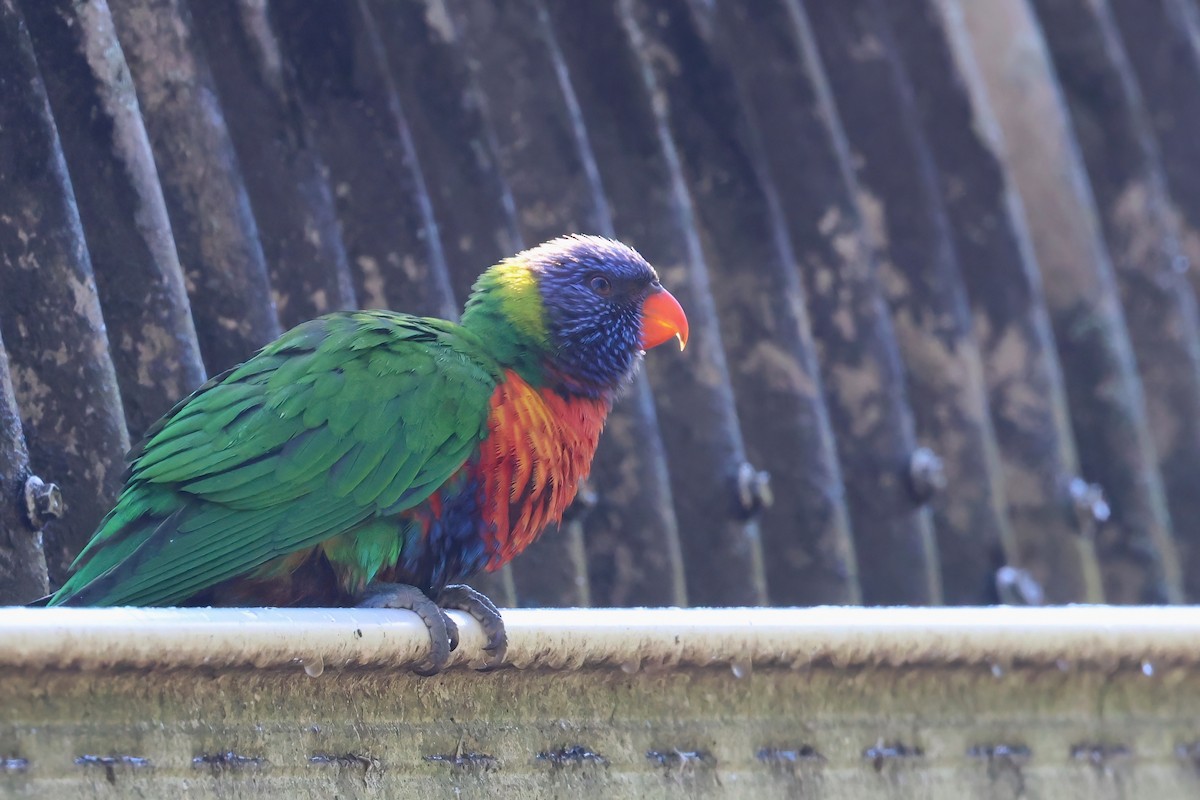 Rainbow Lorikeet - ML641930940
