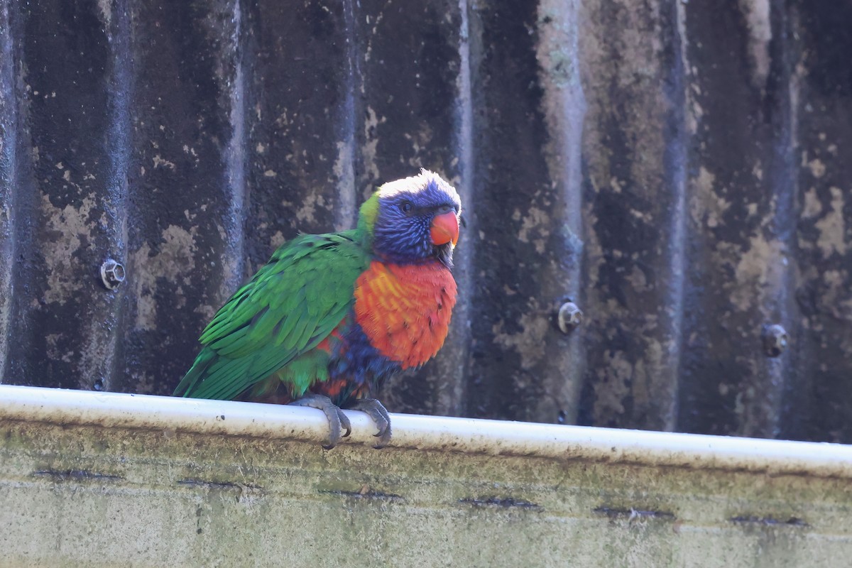 Rainbow Lorikeet - ML641930941