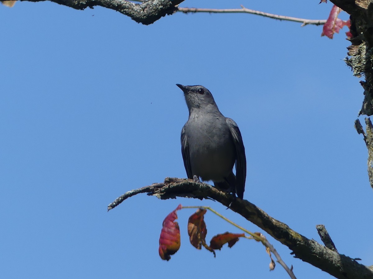 Gray Catbird - ML641930956