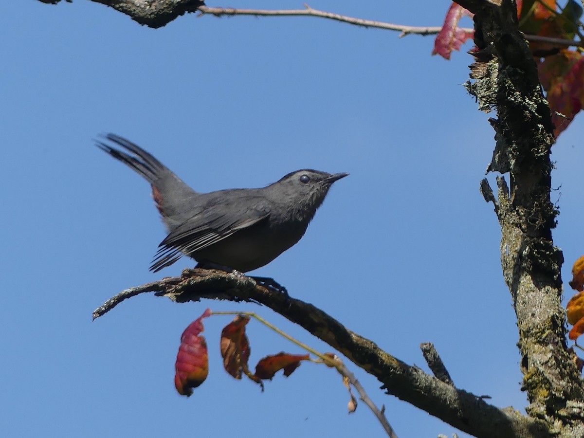 Gray Catbird - ML641930957