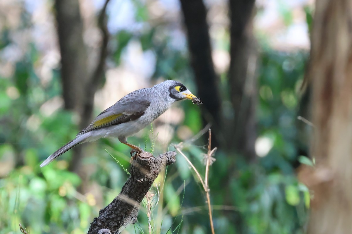 Noisy Miner - ML641930983