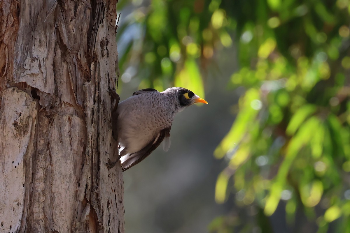 Noisy Miner - ML641930984