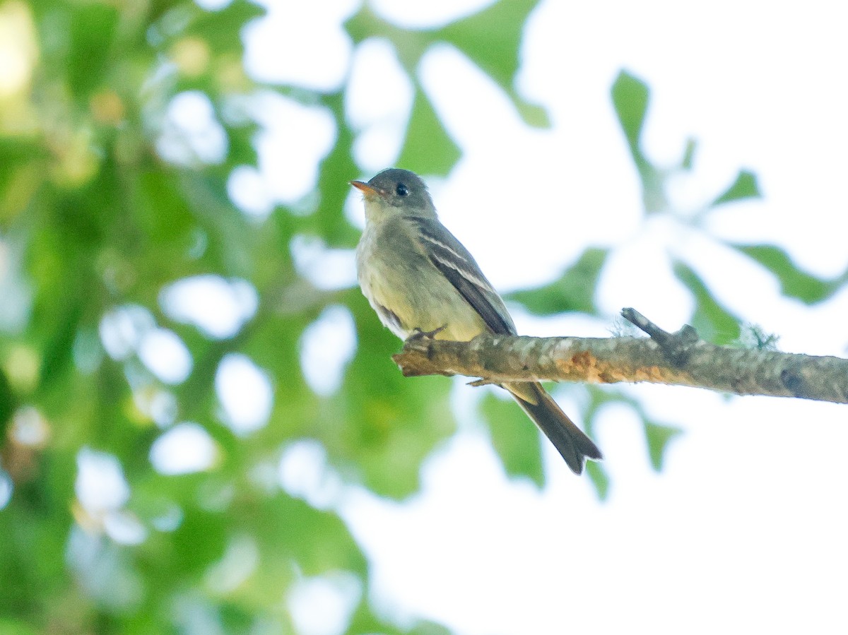 Eastern Wood-Pewee - ML641930987