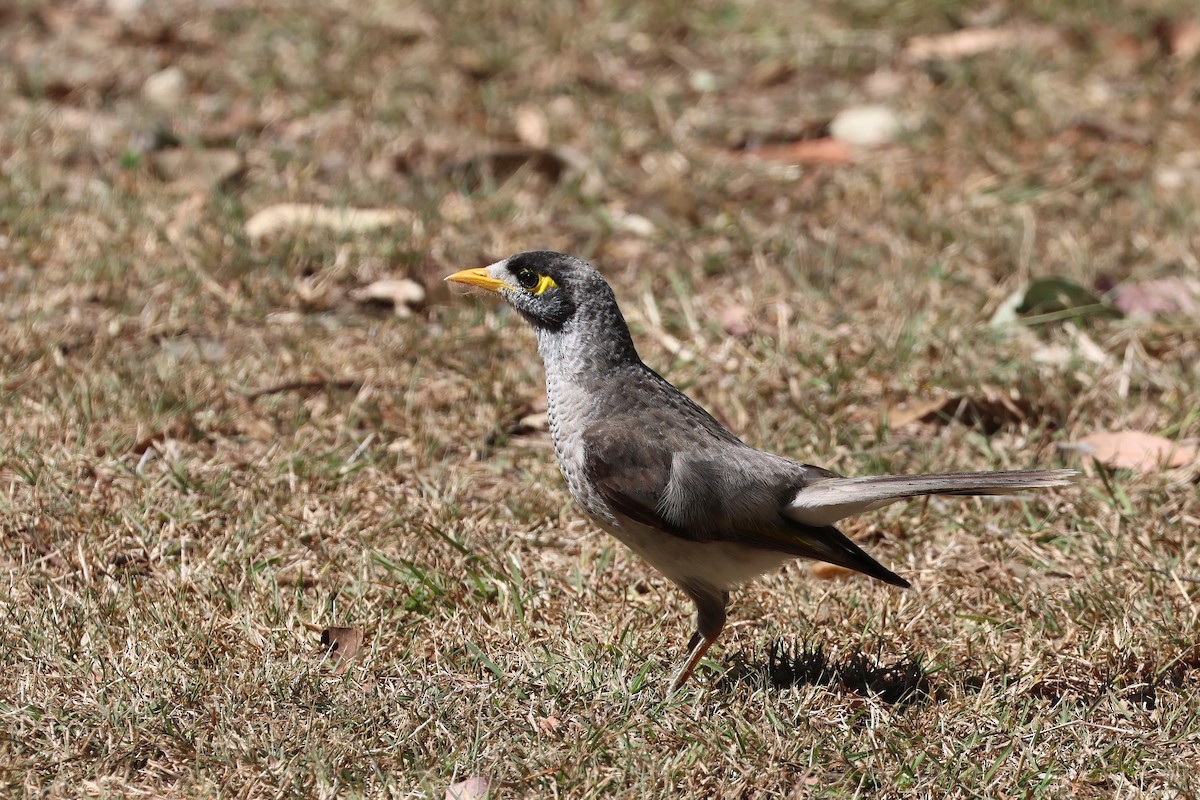 Noisy Miner - ML641931004