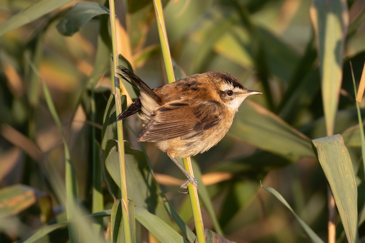 Moustached Warbler - ML641931021