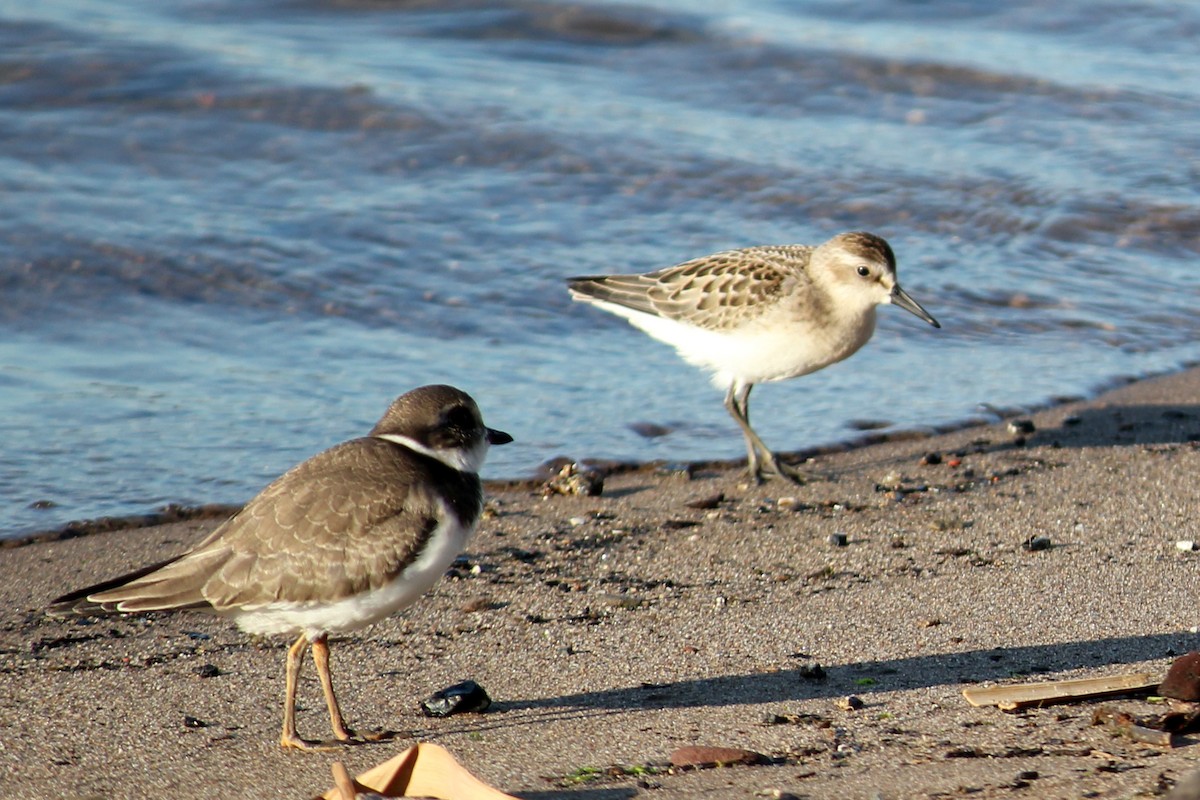sandsnipe - ML641931045