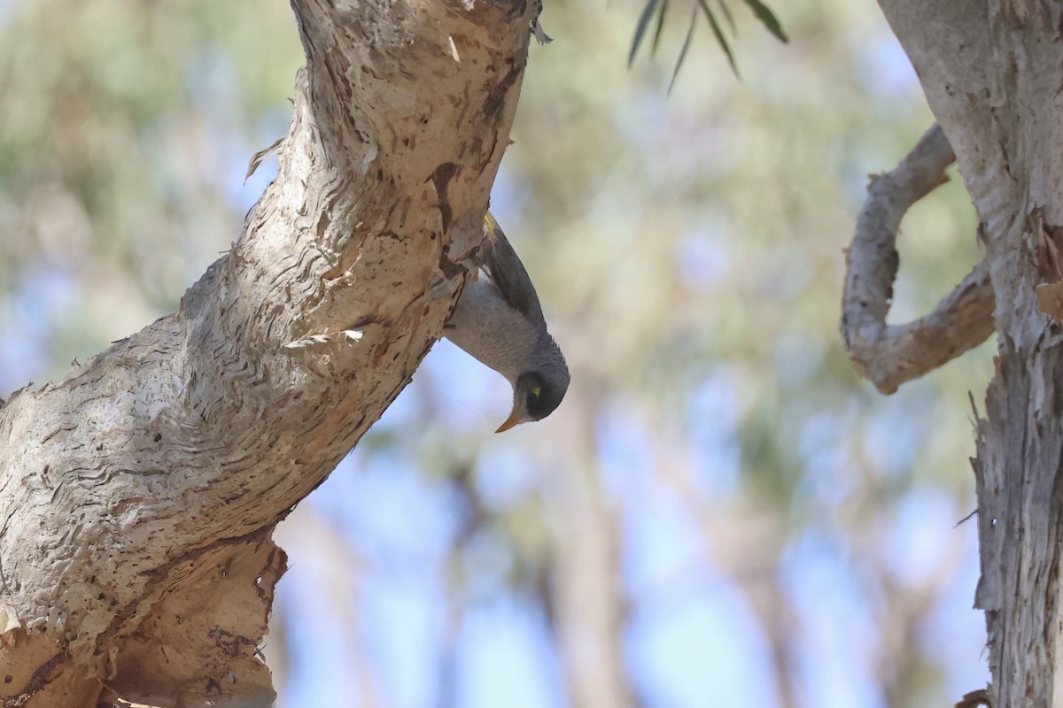 Noisy Miner - ML641931057