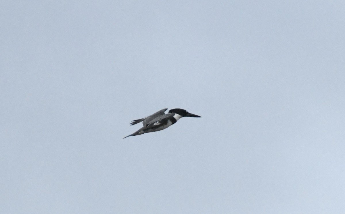 Belted Kingfisher - ML641931064