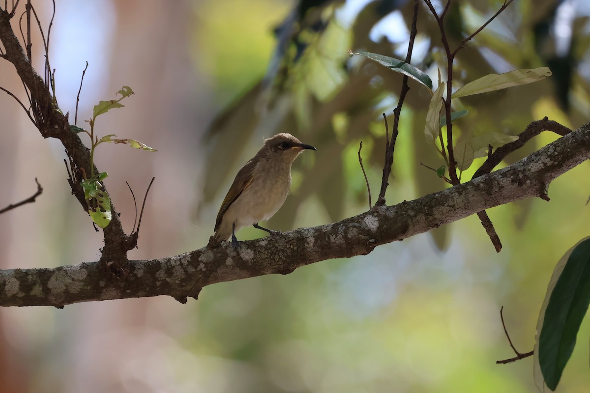 Brown Honeyeater - ML641931080
